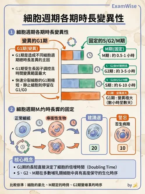放射 - 細胞存活曲線與週期 - AI 圖文解析預覽