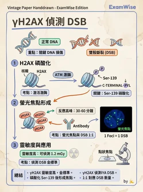 放射 - 輻射生物分子技術 - AI 圖文解析預覽