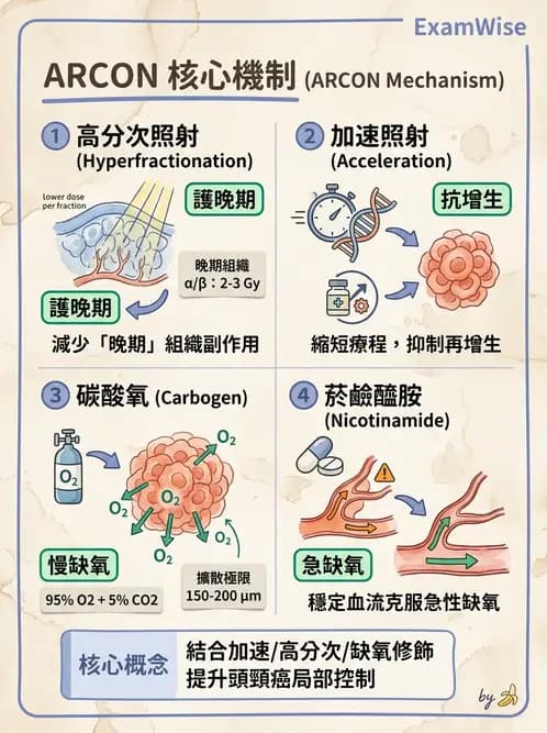 放射 - 時間劑量分次效應 - AI 圖文解析預覽