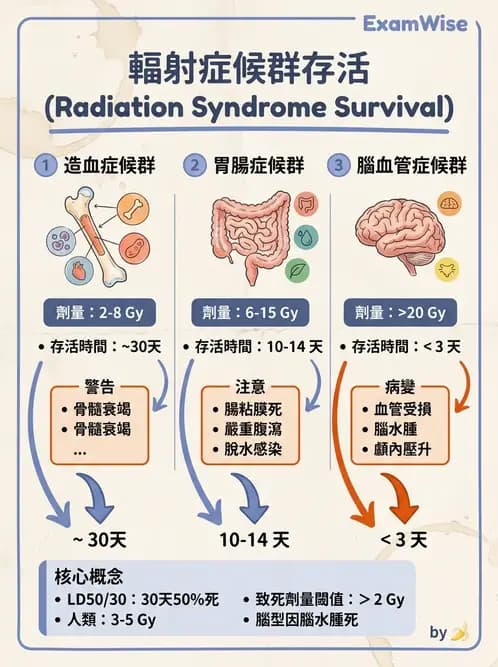 放射 - 組織與腫瘤輻射效應 - AI 圖文解析預覽