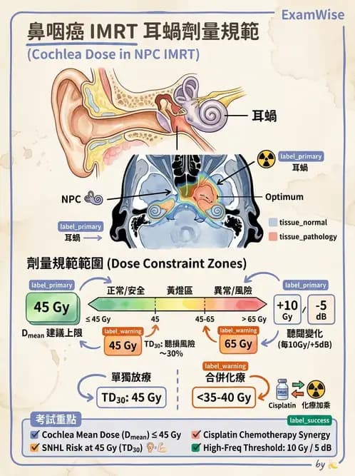 放射 - 疾病部位計畫與危急器官保護 - AI 圖文解析預覽