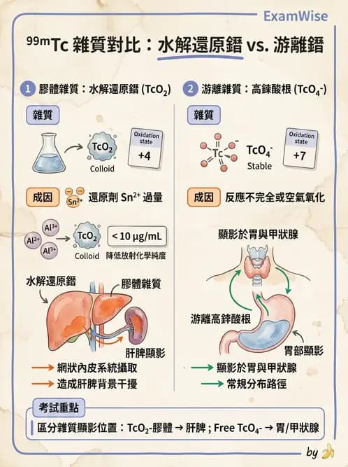 放射 - 肺肝膽與製劑通則 - AI 圖文解析預覽