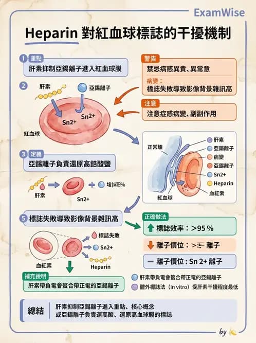 放射 - 肺肝膽與製劑通則 - AI 圖文解析預覽