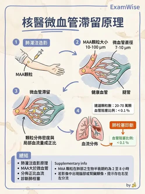 放射 - 肺部與感染造影 - AI 圖文解析預覽