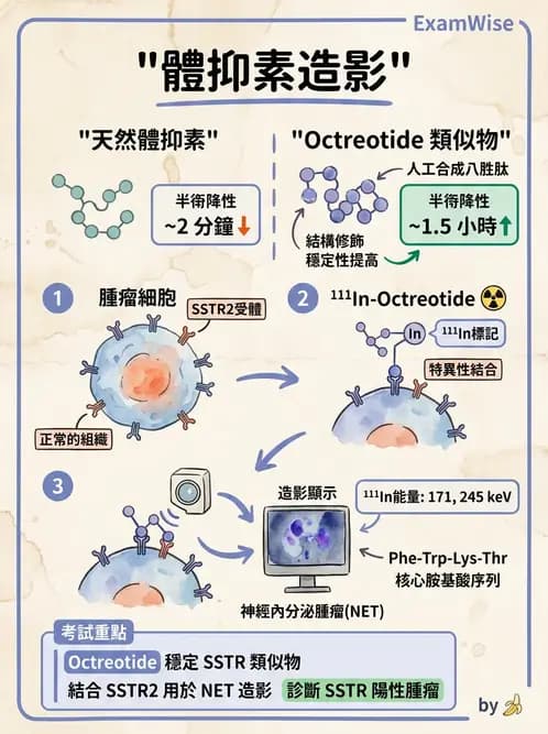 放射 - 腫瘤與內分泌造影SPECT藥物 - AI 圖文解析預覽