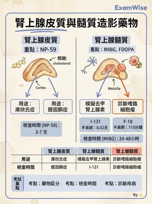 放射 - 腫瘤與內分泌造影SPECT藥物 - AI 圖文解析預覽