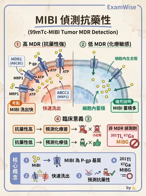 放射 - 腫瘤與內分泌造影SPECT藥物 - AI 圖文解析預覽