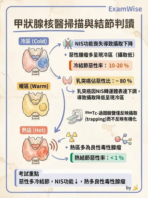 放射 - 甲狀腺造影 - AI 圖文解析預覽