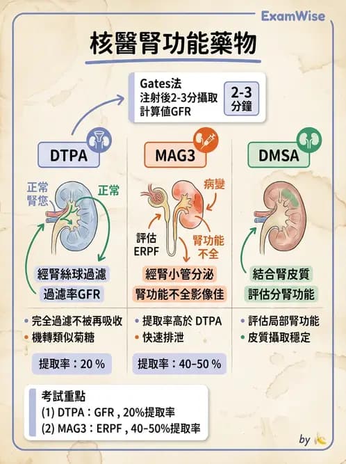 放射 - 腎臟造影 - AI 圖文解析預覽