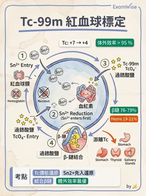 放射 - 肺肝膽與製劑通則 - AI 圖文解析預覽