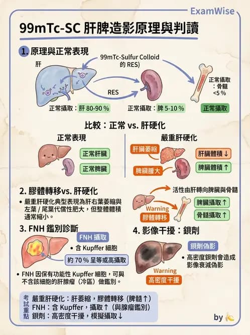放射 - 肝膽造影 - AI 圖文解析預覽