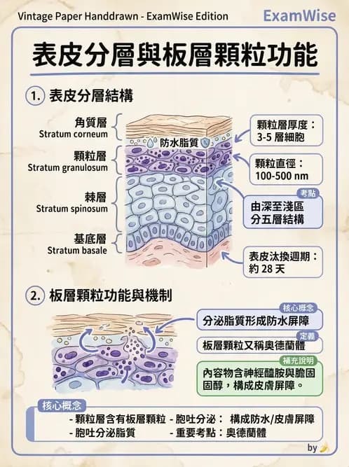 放射 - 細胞、組織與外皮系統 - AI 圖文解析預覽
