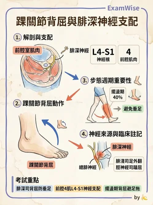 放射 - 脊神經叢與肢體神經 - AI 圖文解析預覽
