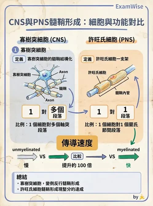 放射 - 大腦皮質與神經細胞 - AI 圖文解析預覽