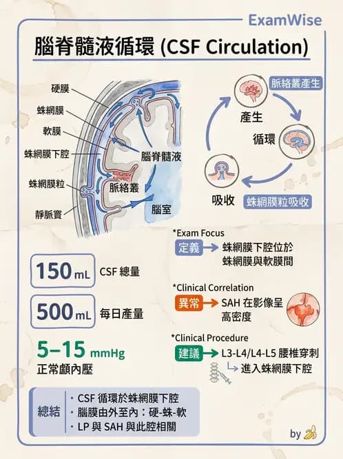 放射 - 腦幹、脊髓與腦室系統 - AI 圖文解析預覽