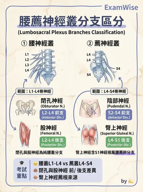 放射 - 脊神經叢與肢體神經 - AI 圖文解析預覽