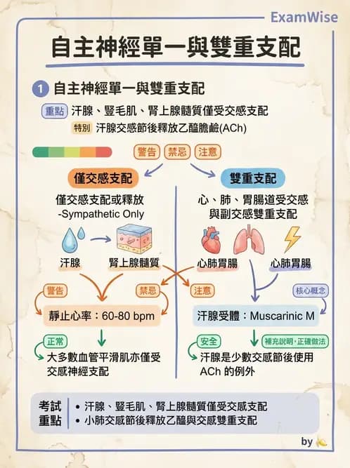 放射 - 自律神經系統 - AI 圖文解析預覽