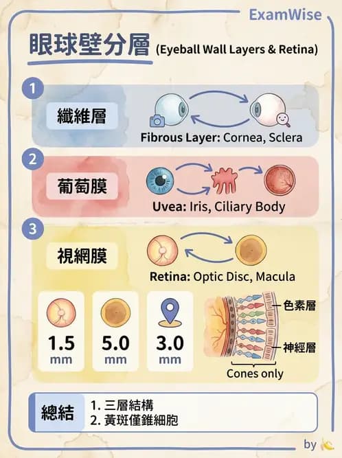 放射 - 特殊感官 - AI 圖文解析預覽
