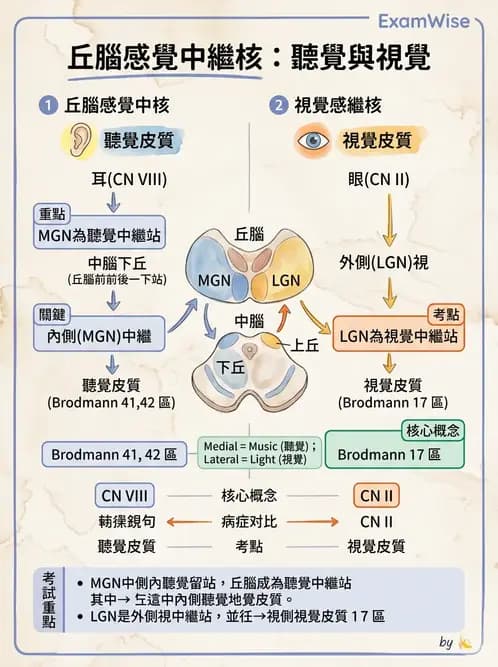 放射 - 特殊感官 - AI 圖文解析預覽