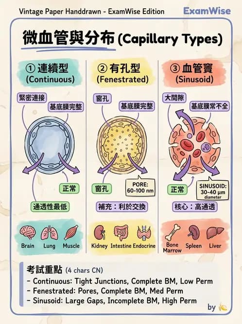 放射 - 血管 - AI 圖文解析預覽