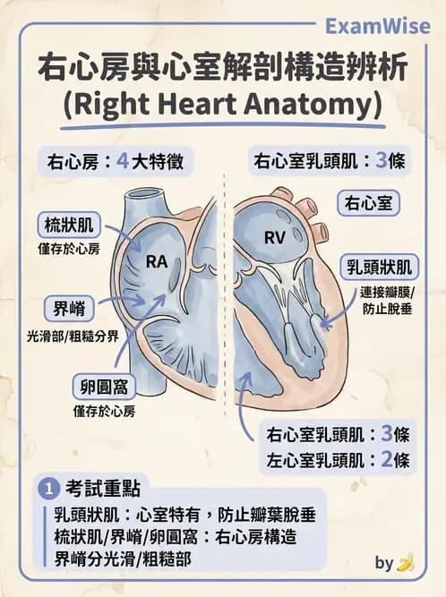 放射 - 心臟 - AI 圖文解析預覽
