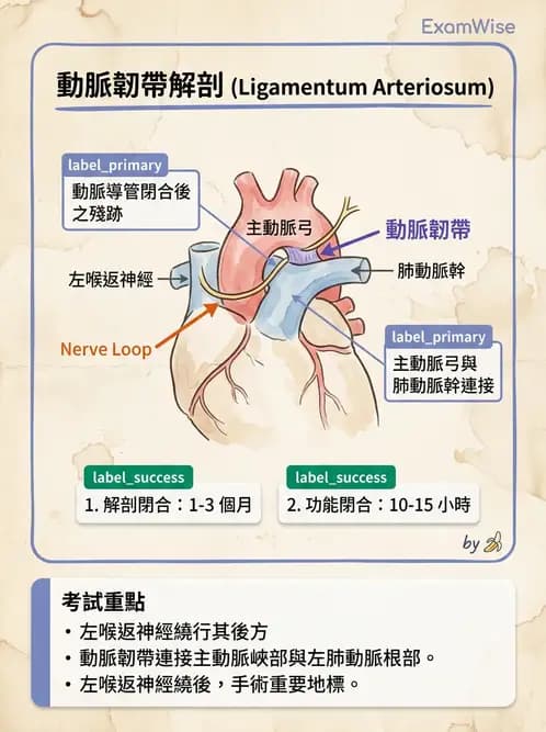 放射 - 血管 - AI 圖文解析預覽