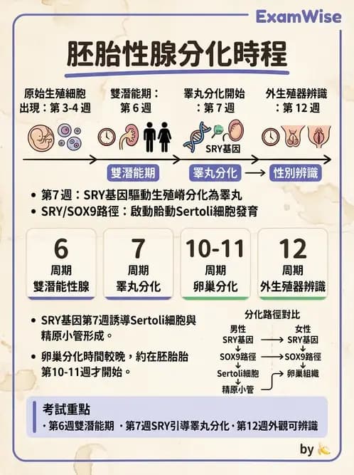 放射 - 生殖系統 - AI 圖文解析預覽