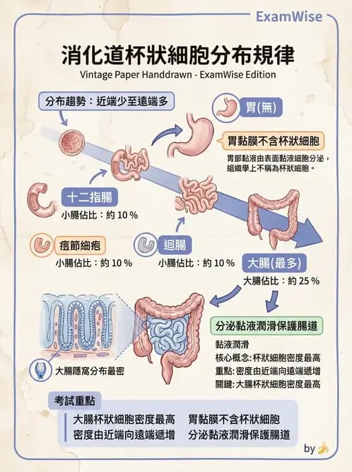 放射 - 消化系統 - AI 圖文解析預覽