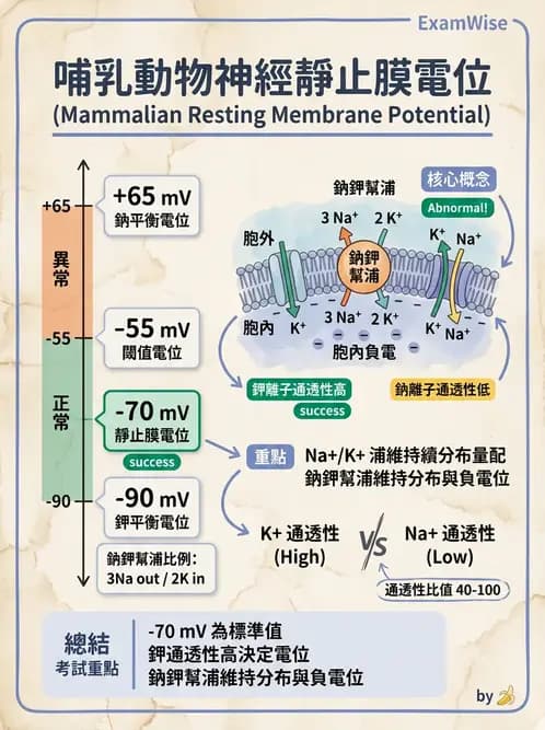 放射 - 神經生理 - AI 圖文解析預覽