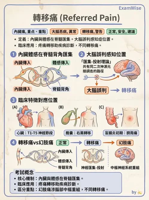放射 - 神經生理 - AI 圖文解析預覽