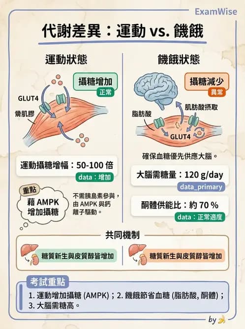 放射 - 肌肉及代謝生理 - AI 圖文解析預覽