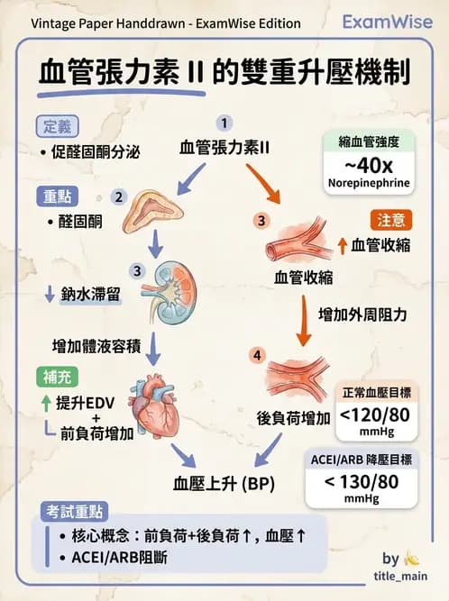 放射 - 心血管生理 - AI 圖文解析預覽