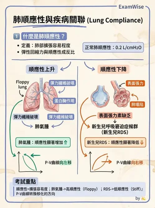 放射 - 呼吸生理 - AI 圖文解析預覽