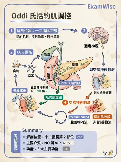 放射 - 胃腸生理 - AI 圖文解析預覽