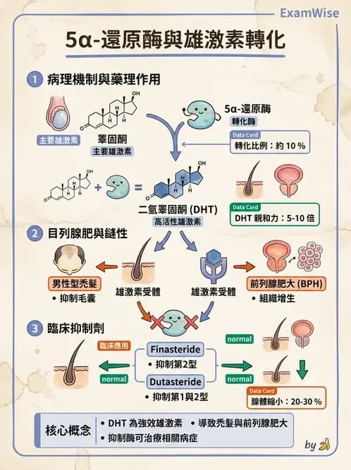 放射 - 生殖生理 - AI 圖文解析預覽