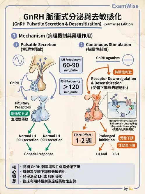 放射 - 生殖生理 - AI 圖文解析預覽