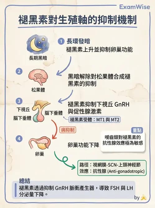 放射 - 生殖生理 - AI 圖文解析預覽