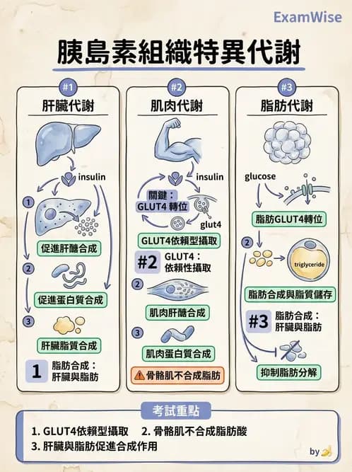 放射 - 內分泌生理 - AI 圖文解析預覽