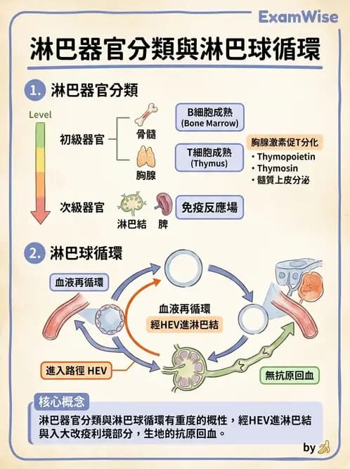 放射 - 血液及免疫生理 - AI 圖文解析預覽