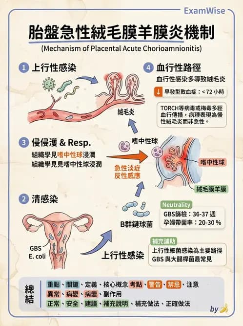 放射 - 感染、修復及其反應 - AI 圖文解析預覽