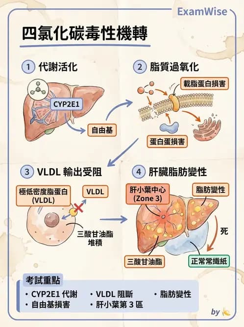 放射 - 肝臟、膽道及胰臟疾病 - AI 圖文解析預覽