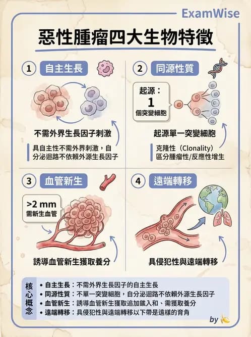 放射 - 惡性腫瘤 - AI 圖文解析預覽