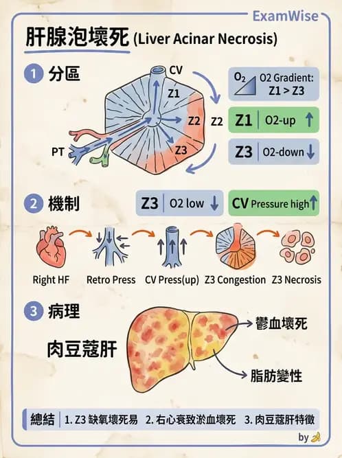 放射 - 肝臟、膽道及胰臟疾病 - AI 圖文解析預覽