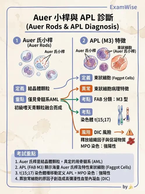 放射 - 造血及淋巴系統疾病 - AI 圖文解析預覽