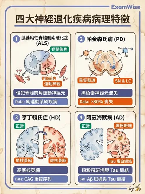 放射 - 神經系統疾病 - AI 圖文解析預覽