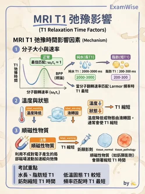 放射 - MRI基本物理與弛緩 - AI 圖文解析預覽