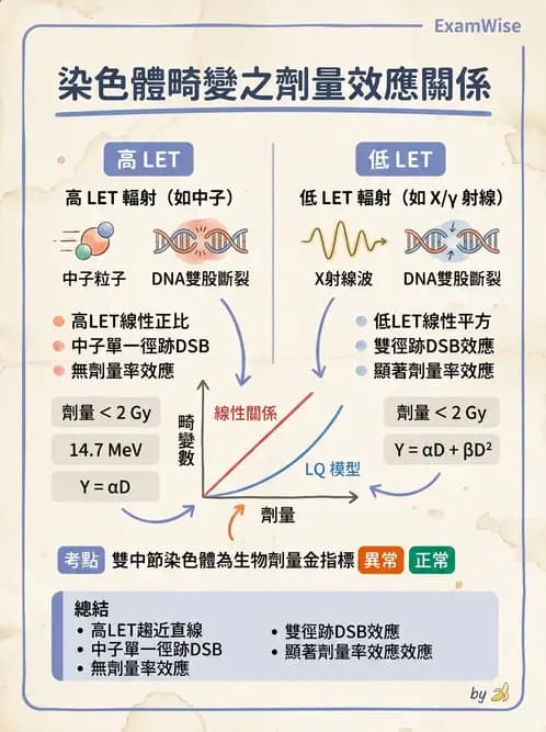 放射 - DNA損傷修復與細胞效應 - AI 圖文解析預覽