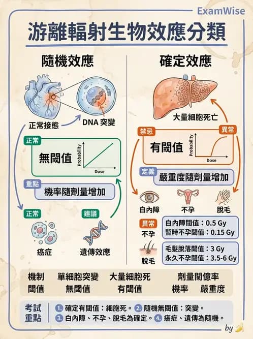 放射 - 全身性輻射效應 - AI 圖文解析預覽