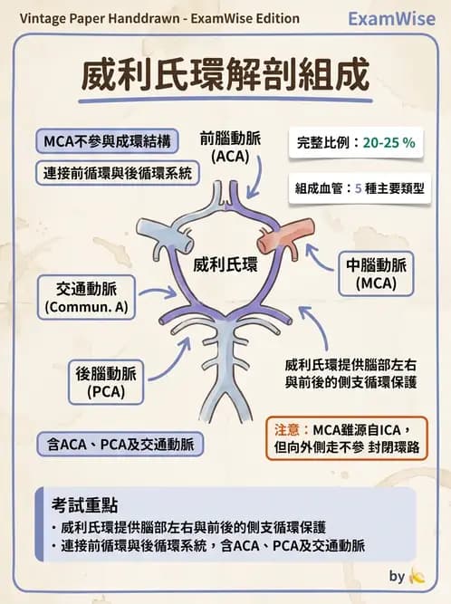 放射 - 血管攝影原理與解剖 - AI 圖文解析預覽