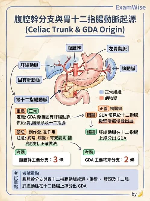 放射 - 血管攝影原理與解剖 - AI 圖文解析預覽